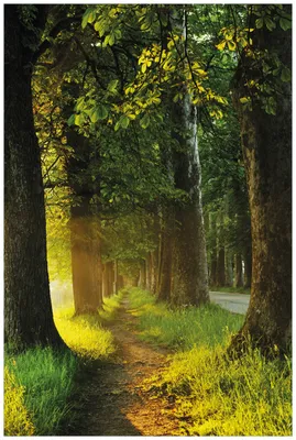 Produktbild von Wallario Wandbild aus Acryl, 90 x 60 cm, freischwebende Optik - Allee bei Sonnenuntergang
