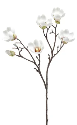 Produktbild von künstliche Magnolie Kirschblütenzweig weiß H. 65cm Emerald Kunstblumen