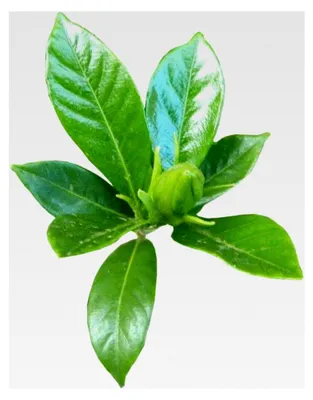 Produktbild von Gardenia Jasminoides - 1 Pflanze - Lebender getopfter Baum für Haus und Büro