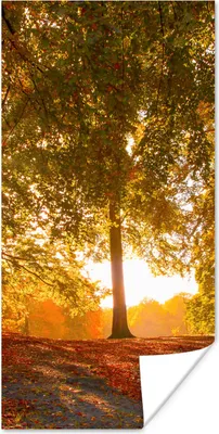 Produktbild von MuchoWow® Poster Herbst - Licht - Wald 20x40 cm - Plakat - Foto