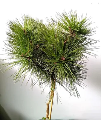 Produktbild von Japanische Rotkiefer Kiefer Pinus densiflora Low Glow Hochstamm 40 - 60 cm
