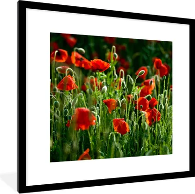 Produktbild von MuchoWow® Gerahmtes Poster Frontansicht von Mohnblumen auf dem Feld 40x40 cm - Poster mit Schwarzem Bilderrahmen Wandposter Rahmen Foto Bilder - Poster - Plakat im Rahmen