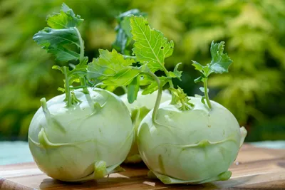 Immagine prodotto di 1000 semi di cavolo rapa "White of Vienna" – Cavolo rapa bianco delicato | Brassica oleracea