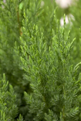 Produktbild von Juniperus chinensis 'Stricta', Chinesischer Wacholder, 40–50 cm