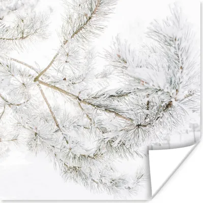 Produktbild von MuchoWow® Poster Winter - Äste - Schnee 50x50 cm - Wohnzimmerdekoration