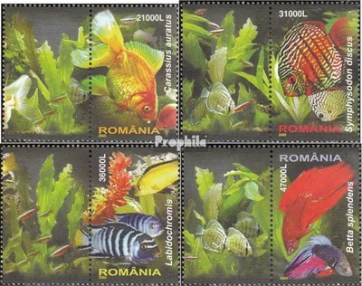 Produktbild von Briefmarken Rumänien 2005 Mi 5912-5915 mit Zierfeld (kompl.Ausg.) postfrisch Zierfische