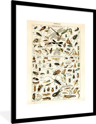 Produktbild von MuchoWow® Gerahmtes Poster Insekten - Tiere - Gestaltung 60x80 cm - Poster mit Schwarzem Bilderrahmen Wandposter Rahmen Foto Bilder - Wohnzimmer - Dekorationen - Prämie