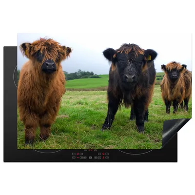 Produktbild von KitchenYeah© Herdabdeckplatte Schottische Highlander - Kühe - Natur - Grün - Gras , 77x51cm, Küche Deko, Glaskeramikkochfeld Herdabdeckung, Abdeckplatte fùr Kochfeld