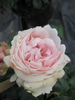 Produktbild von Rosa Giardina - Synonym L'Alhambra - Kletterrose - Nostalgierose - Tantau-Rose