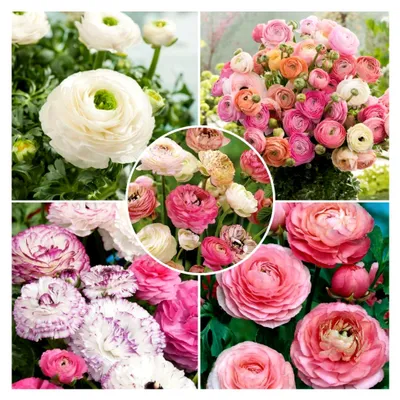 Produktbild von Ranunkel Pastell Mischung - 40 Knollen - Pastellfarbene Ranunkeln - Sommerblühende Gartenpflanzen