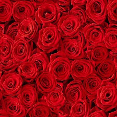 Image de Serviettes 33x33 cm - Beaucoup de Roses