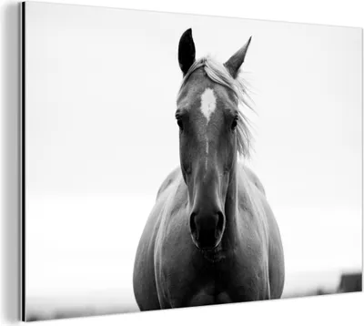 Obrázek produktu pro Nástěnná dekorace Kovový kovový obraz Wall Art 120x80cm Kůň - Černobílý - Portrét Muchowow Hliníkové obrazy