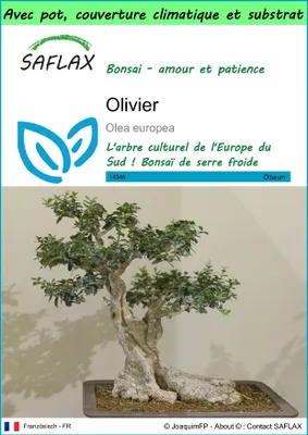 Image de SAFLAX Garden to go - Olivier - 20 graines - Olea