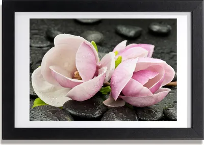 Produktbild von Bild 30x20 MDF-Rahmen, Wandkunst Magnolia Zen Stone