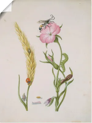 Produktbild von ARTland Poster Marienkäfer Kornrade Larven und Puppen. Größe: 30x40 cm