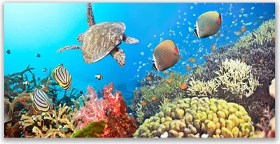 Produktbild von Glasbilder 140x70 Wandbild Druck auf Glas Korallenriff Landschaft