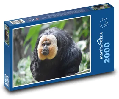 Obrázek produktu pro Puzzle 2000 Chvostan bělolící - opice - martinpuzzle