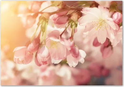 Produktbild von Tulup® Glas-Bild - 100 x 70 - Wandbild aus Glas - Wandkunst - Wandbild hinter gehärtetem Sicherheitsglas - Blumen & Pflanzen - Kirschblüten - Rosa