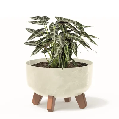 Obrázok produktu pre Bonsai Miska Strom Mini Záhrada Kvetináč na nohách Kvetináč D 23,5 cm Krémové plastové kvetináče s vložkou Betónový vzhľad Kaktusy