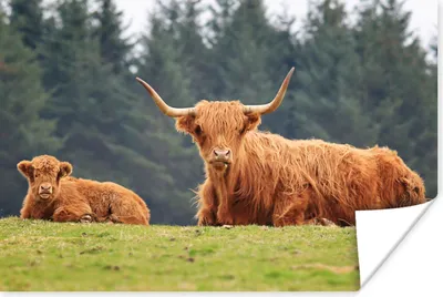 Produktbild von MuchoWow® Poster Schottische Highlander - Gras - Wald 180x120 cm - Fotoplakat