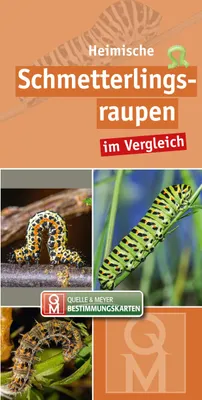 Produktbild von Heimische Schmetterlingsraupen