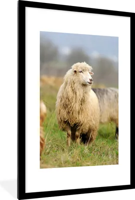 Produktbild von MuchoWow® Gerahmtes Poster Schafe - Wolle - Gras 60x90 cm - Poster mit Schwarzem Bilderrahmen Wandposter Rahmen Foto Bilder - Dekoration - Wandposter Wohnzimmer - Hochwertig