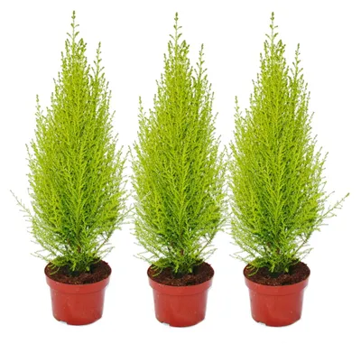 Produktbild von Zimmerpflanze Wilma, 3 Stück, 45-55cm hoch, Topf Ø 13cm, mit erfrischendem Duft und spindelförmigem Wuchs