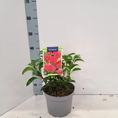 Zdjęcie produktu dla Kalmia lat. „Kardinal” – kalmia | 25–30 cm w doniczce