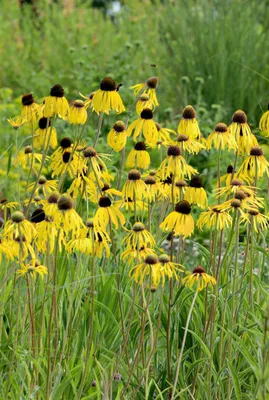 A field of yellow coneflowers with dark centers, set against a blurred green background of grass and foliage.