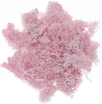 Image de Mousse d'Islande décorative rose naturel 30g