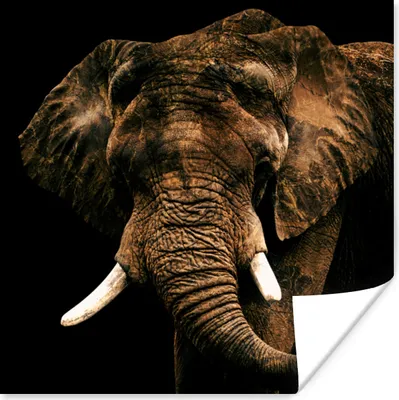 Produktbild von MuchoWow® Poster Elefant - Braun - Zähne 100x100 cm - Babyzimmer