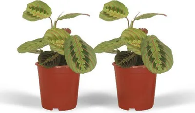 Immagine prodotto di Maranta Fascinator (pianta della preghiera) Ø 12 cm, altezza 20 cm, 2 piante esotiche