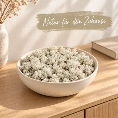 Produktbild von Islandmoos 500 g in über 30 Farben, konservierte Rentierflechte Deko Basteln, Farbe:Grau