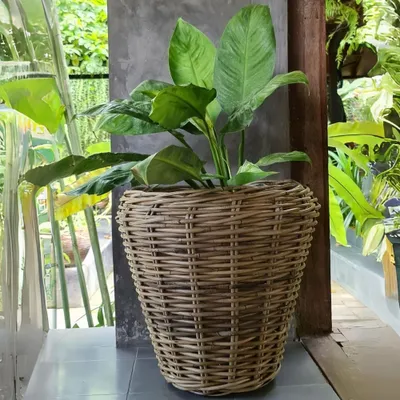 Produktbild von Natur Rattan Pflanzkorb AMRUM Kubu Grey ca.H40cm Pflanztopf