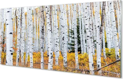 Produktbild von Glasbilder 120x60 Wandkunst Herbst Birke