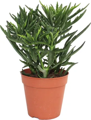 Immagine prodotto di Kalanchoe 'Spider' - in fiore 12 cm