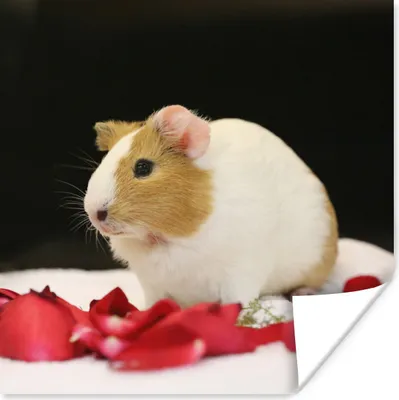 Produktbild von MuchoWow® Poster Liebes Meerschweinchen 50x50 cm - Wohnzimmerdekoration
