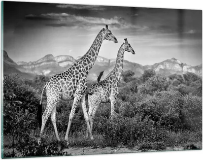 Produktbild von Bilder auf glas - Einteilig - Giraffen Schwarzweiß Fotografie - 120x80cm - Glasbilder - Wandbilder - Bilder - Wanddekoration aus Glas - Glas Bilder - Wandbild auf Glas - GAA120x80-4441