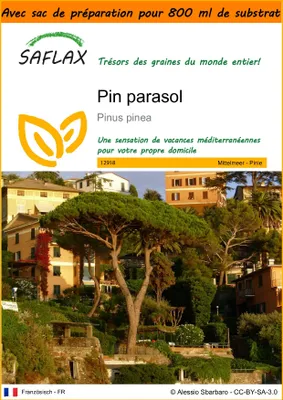 Image de SAFLAX Garden in the bag - Pin parasol - 6 graines - Pinus