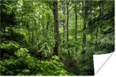 Produktbild von MuchoWow® Poster Wald - Baum - Grün 120x80 cm - Bilder