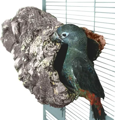 A bird is peeking out of a hollowed-out cork log inside a cage.