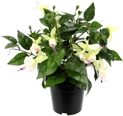 Image de Unyqoos® : Fougère artificielle – Fleur artificielle très réaliste présentée en pot, fougère, facile d'entretien, environ 30 cm, idéale pour la décoration de maisons, de bureaux et d'événements