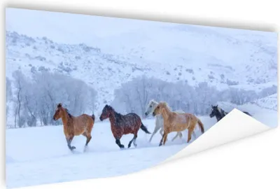 Produktbild von MuchoWow® Poster Pferde - Schnee - Winter 80x40 cm - Wanddeko