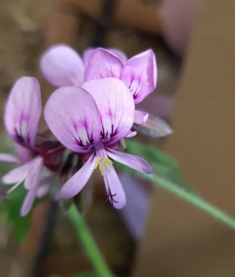 Image de Pelargonium x 'Lycée Horticole de Blois' / Géranium au parfum de coco