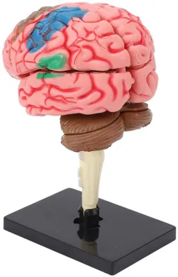 Produktbild von Anatomisches Gehirnmodell - Einfache Montage - Vielseitige Anwendungen - Stabile Darstellung - Sicher und leicht zu reinigen - Gehirnmodell