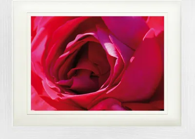 Produktbild von Rosen Gerahmtes Bild Mit Edlem Passepartout | Wand-Bilder | Im Bilderrahmen - Eine Rose Ist Eine Rose (30 x 40 cm)