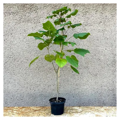 Produktbild von Farges Trompetenbaum (Catalpa fargesii 'Douclouxii'); 3-jährige Jungpflanze ca. 90 cm; sehr selten; Laubbaum, Gartenbaum, Parkbaum, Stadtbaum, Klimabaum, Rarität