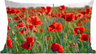 Produktbild von MuchoWow® Zierkissen Sofakissen Wohnzimmer Dekokissen 60x40 cm Blumen - Mohnblumen - Natur - Rot - Kopfkissen - Polster mit Foto
