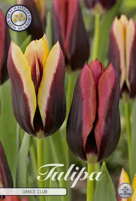 Artikelbild 2 von 'Tulpe Dance Club (10 Stück)' aus der Kategorie Tulpenzwiebeln
