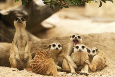 Produktbild von Wallario Poster - Niedliche  Erdmännchen  kuscheln  im  Sand, Kunstdruck Größe: 61 x 91,50 cm